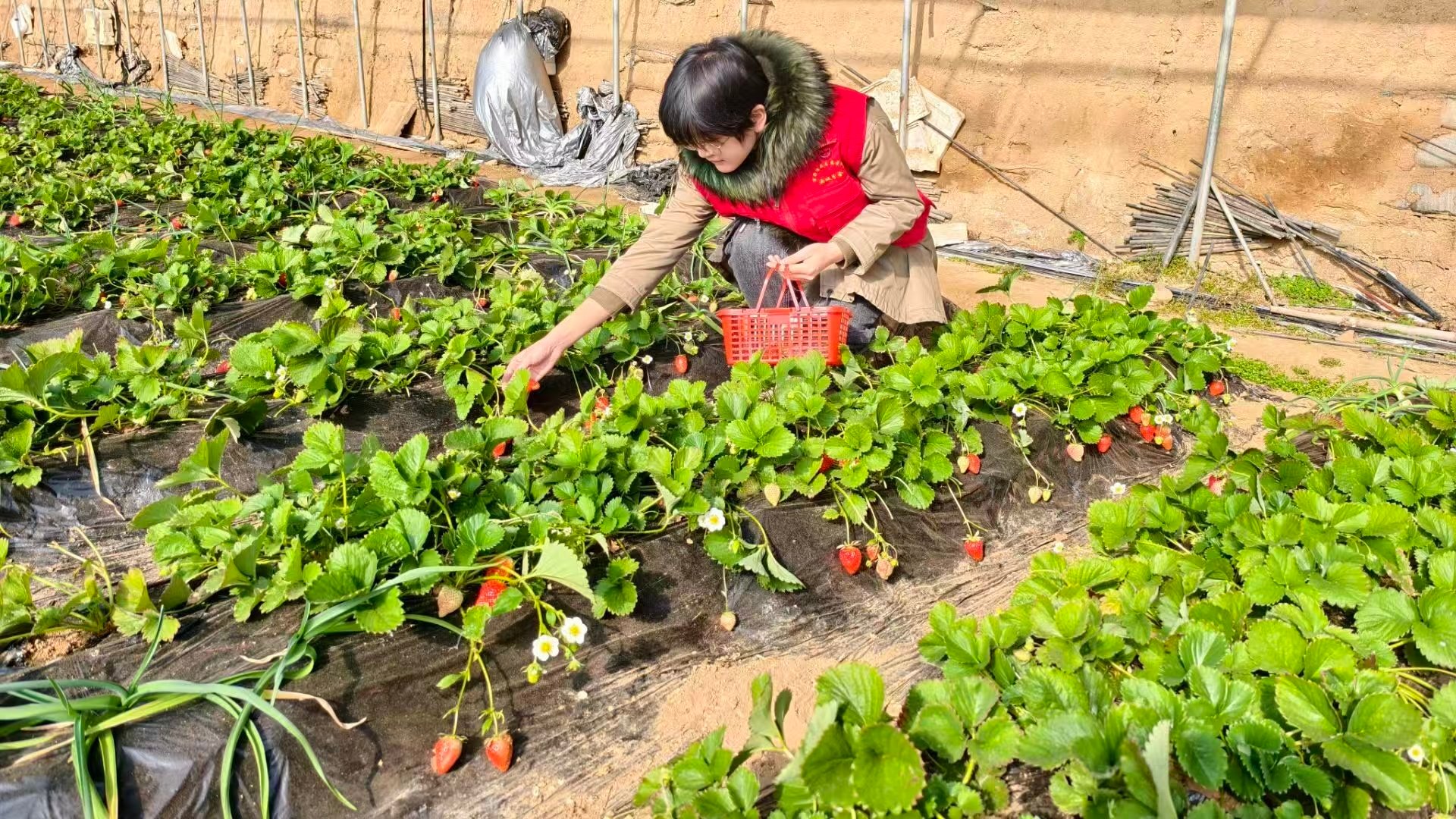 秦岭笑谈大学生寒假社会实践青春三下乡【聚焦民生产业，以青春之名共促乡村振兴】  