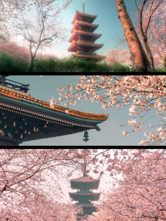 这样拍樱花🌸，去一次就够了！！