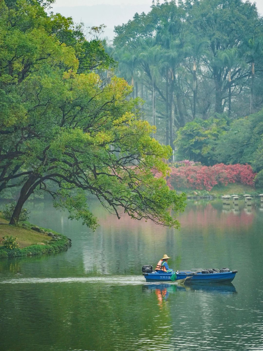 春游记☔️下雨天就去仙气飘飘的植物园，值～