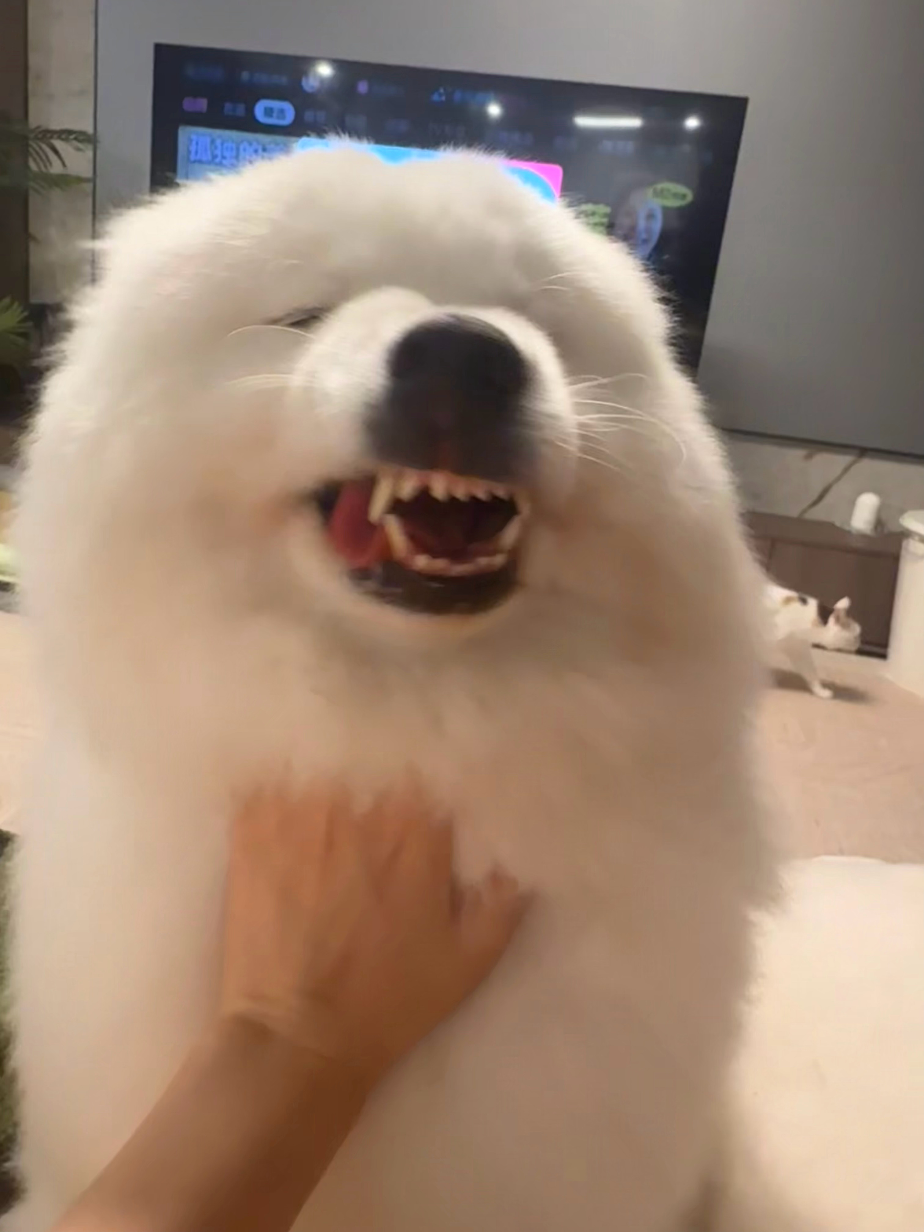 又笨又凶！！ 