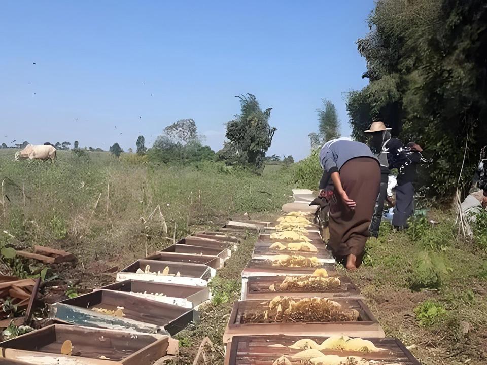 今天传来缅甸11个月出口近1000吨蜂蜜而中国不是最大进口国的最新消息。缅甸森林