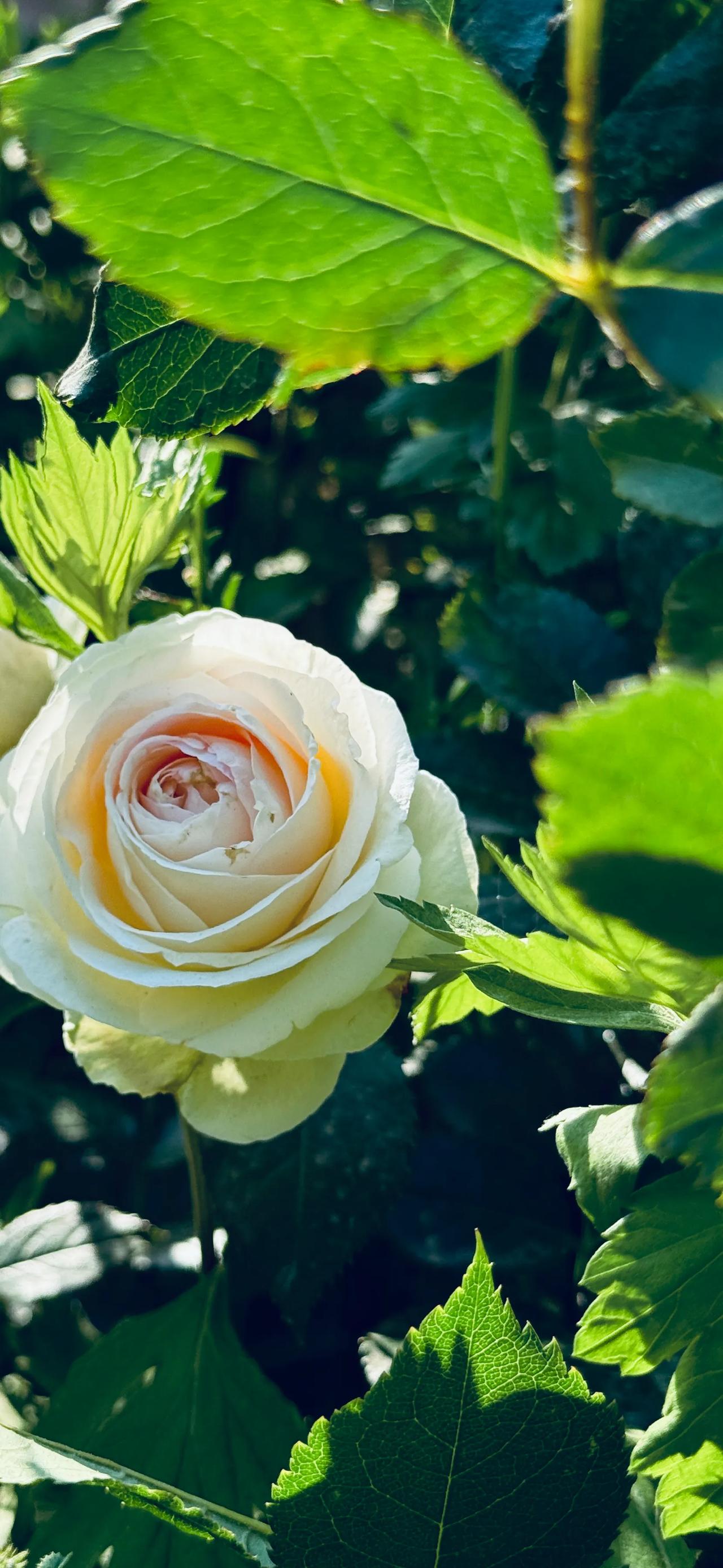 花朵摇曳的春
文/图 妘朵

花丛葳蕤出的日子
被几声鸟叫，隔断
我躺进没有晨曦