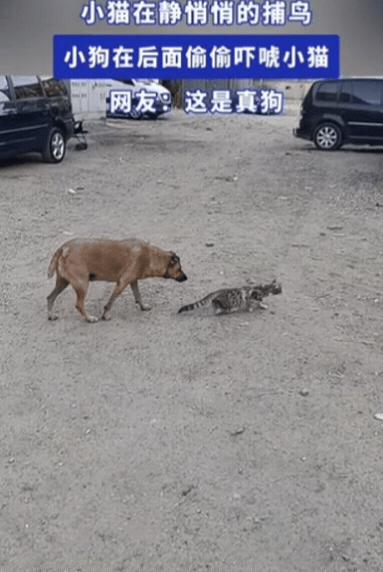 “万万没想到！”一只小猫发现了一只小鸟，静悄悄的准备捕鸟，不料，一只小狗看到后，