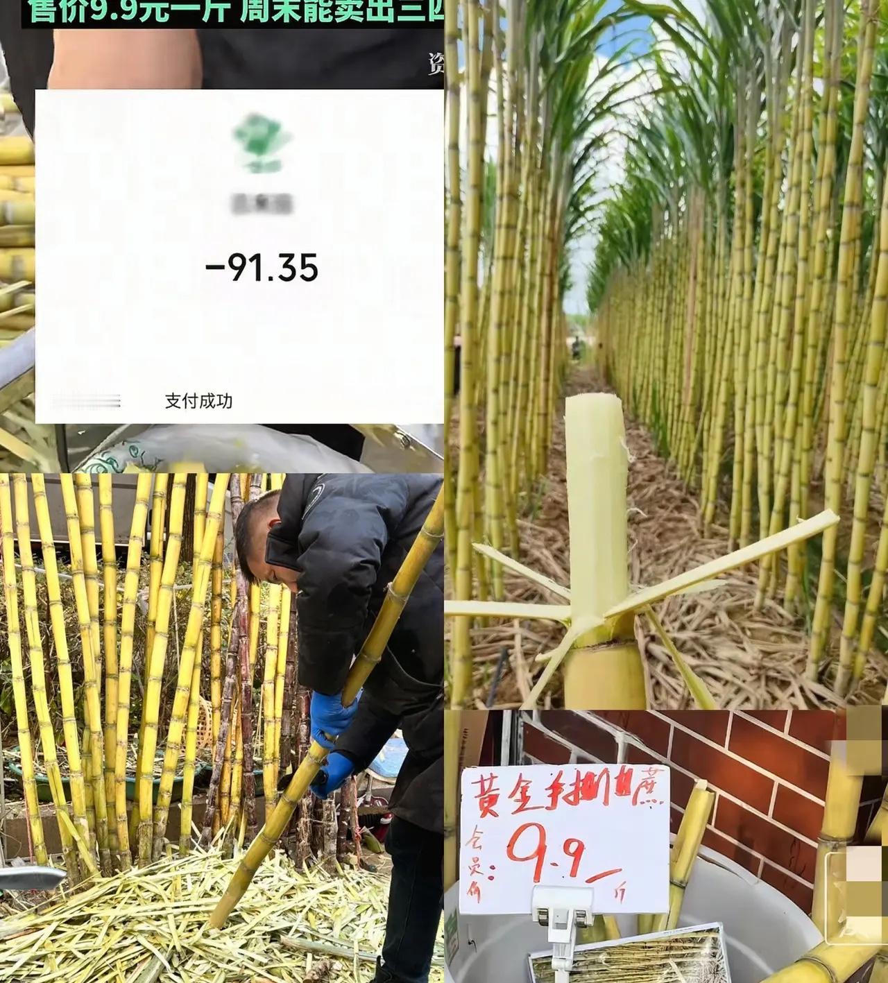 贫穷限制了我的想象…
一根甘蔗卖90块？上海大哥的疑惑，戳中了多少“产地溢价”的