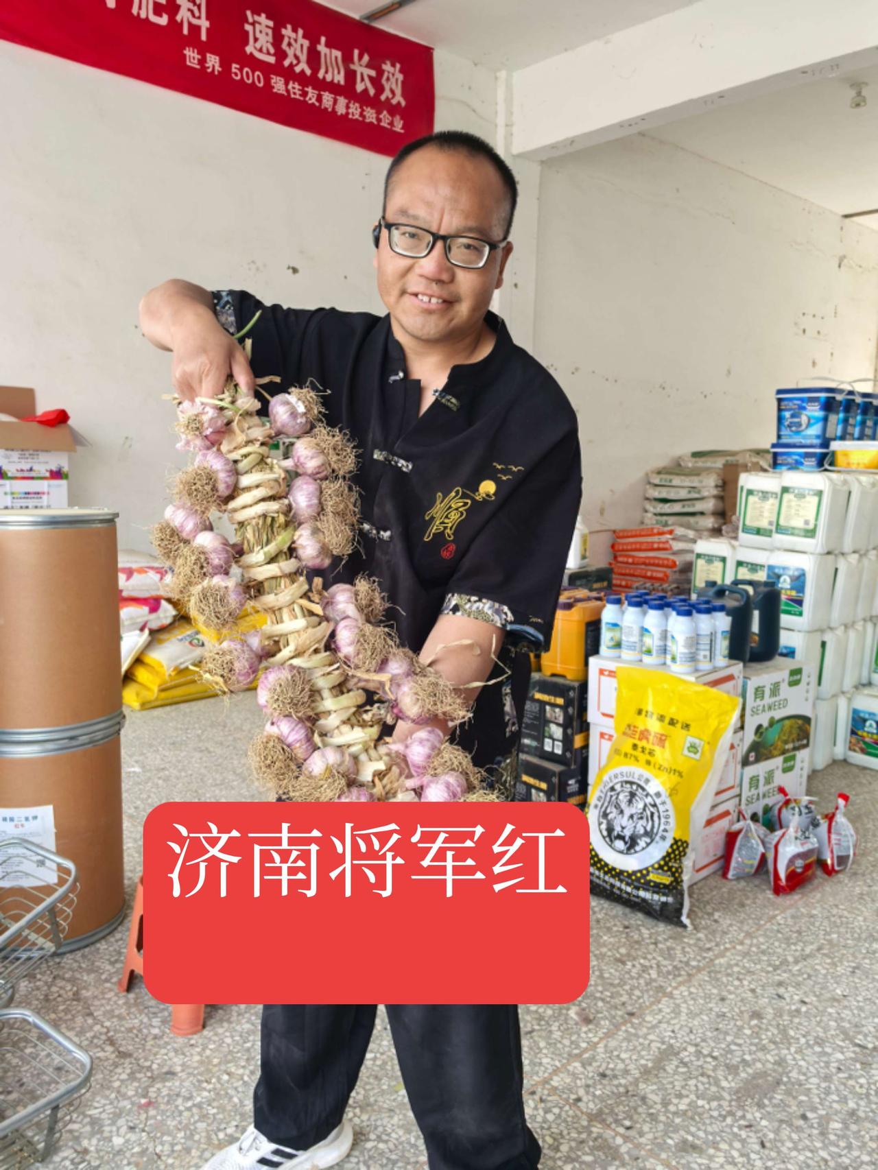 航蒜原种，将军红蒜种开始预定