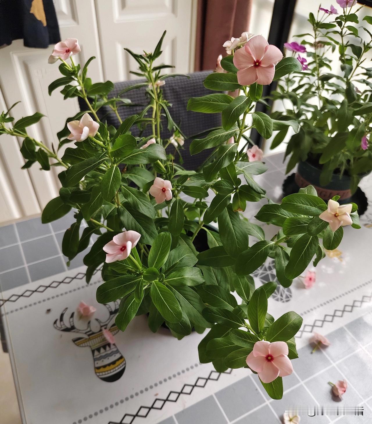 一只花盆里，怎会生出这般怪事？
这两日，这盆花五块钱淘来的花，就出了这般状况。