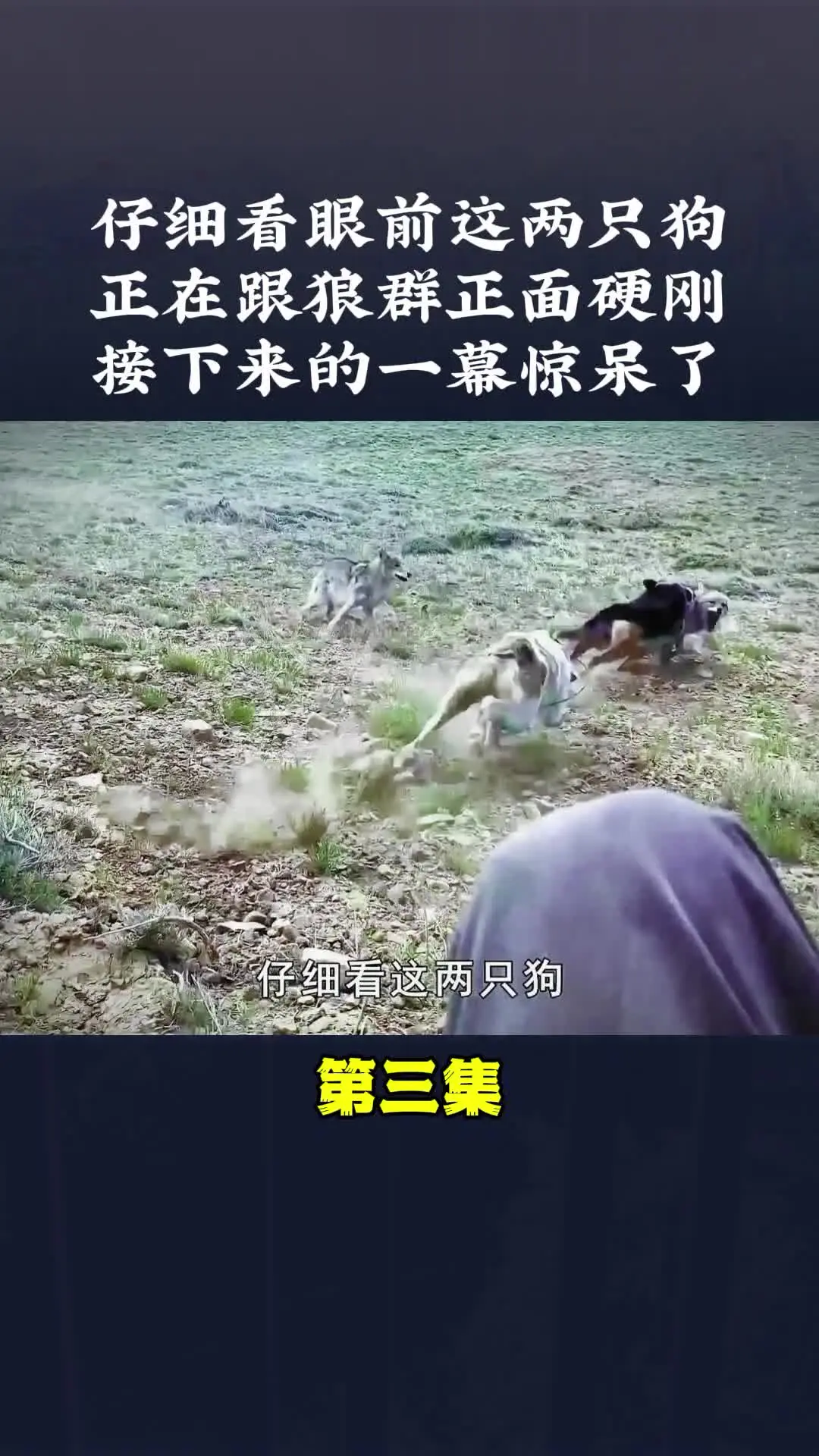 动物世界 动物解说 内容启发搜索
