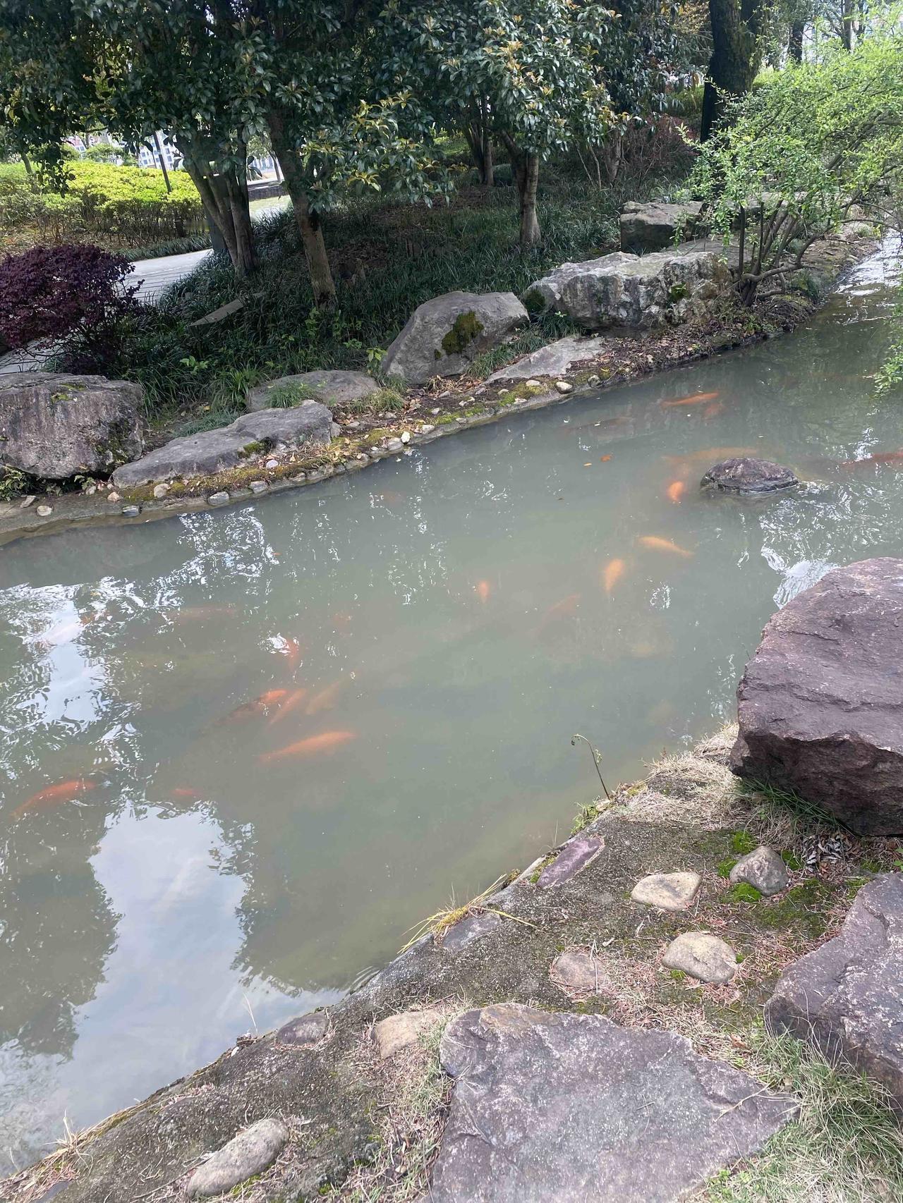 丽水公园。宁静的池塘，锦鲤悠游，绿树环绕，心旷神怡。🌿🐟💦