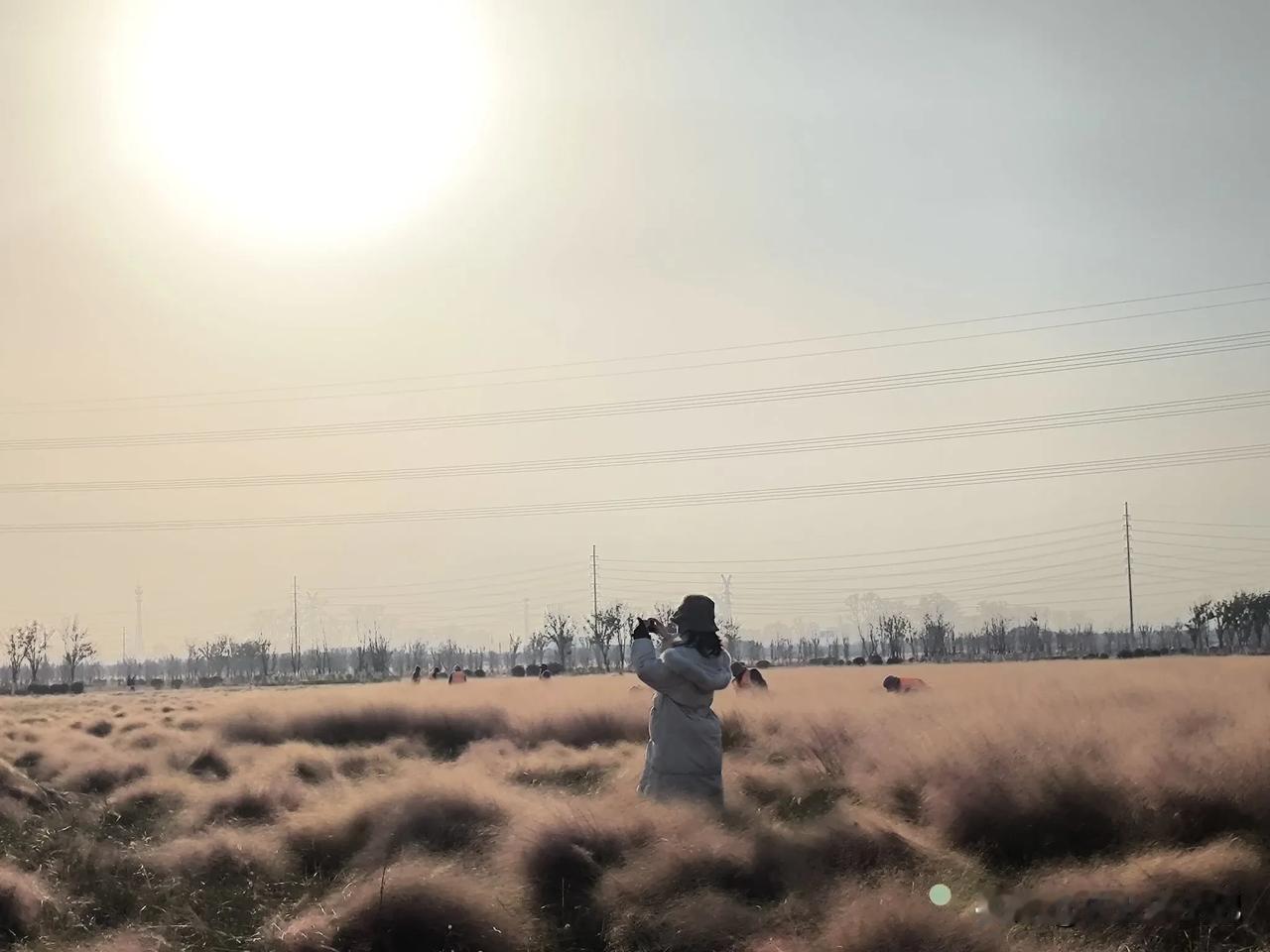 冬日贾汪龙吟湖薰衣草花海
贾汪龙吟湖，
薰衣草已失去往日风采，
色彩虽逐渐褪去，