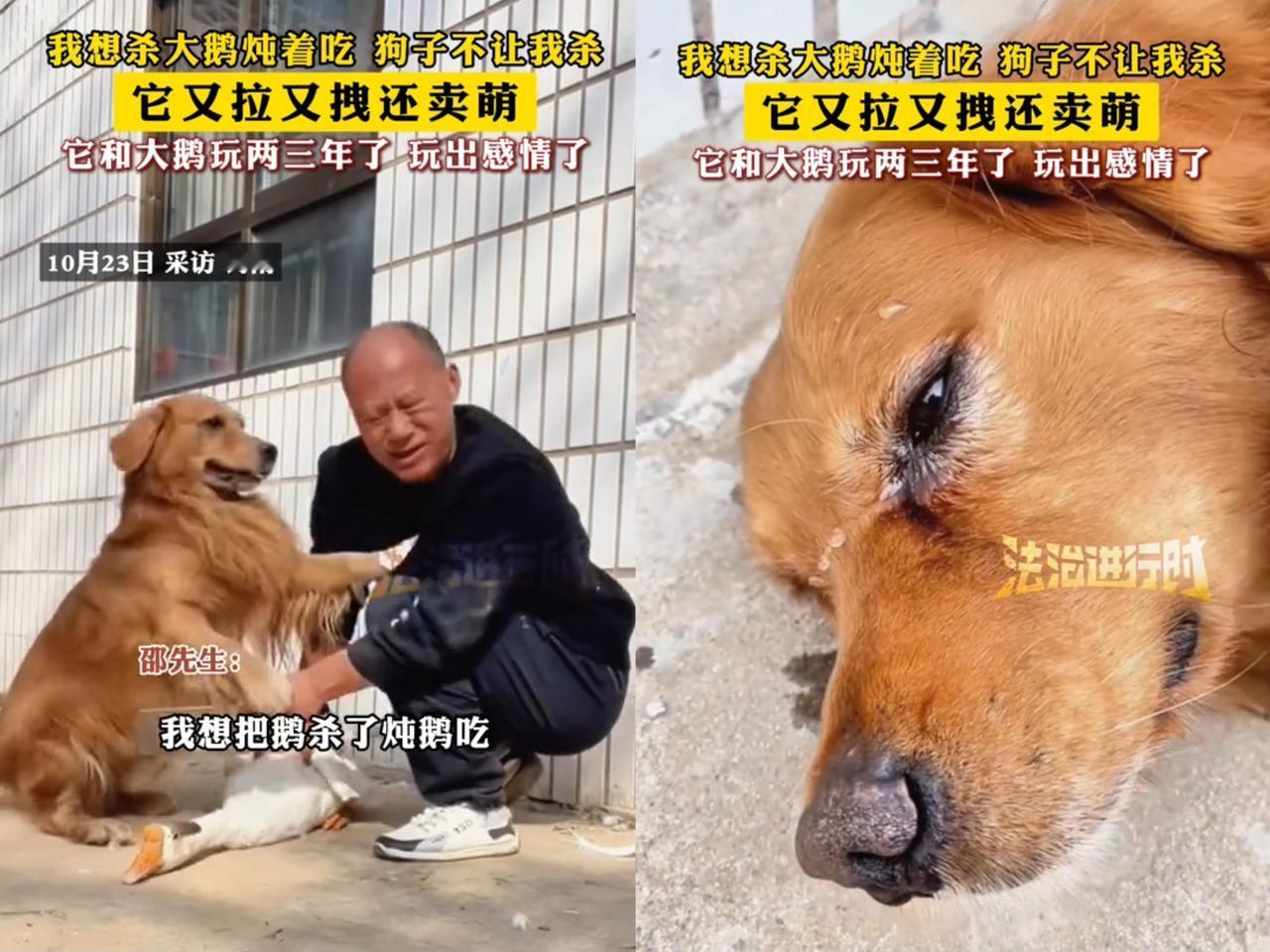河南这事儿可太有意思了！
一男子要杀大鹅炖着吃，
刚把鹅按住，家里狗子就不干了，