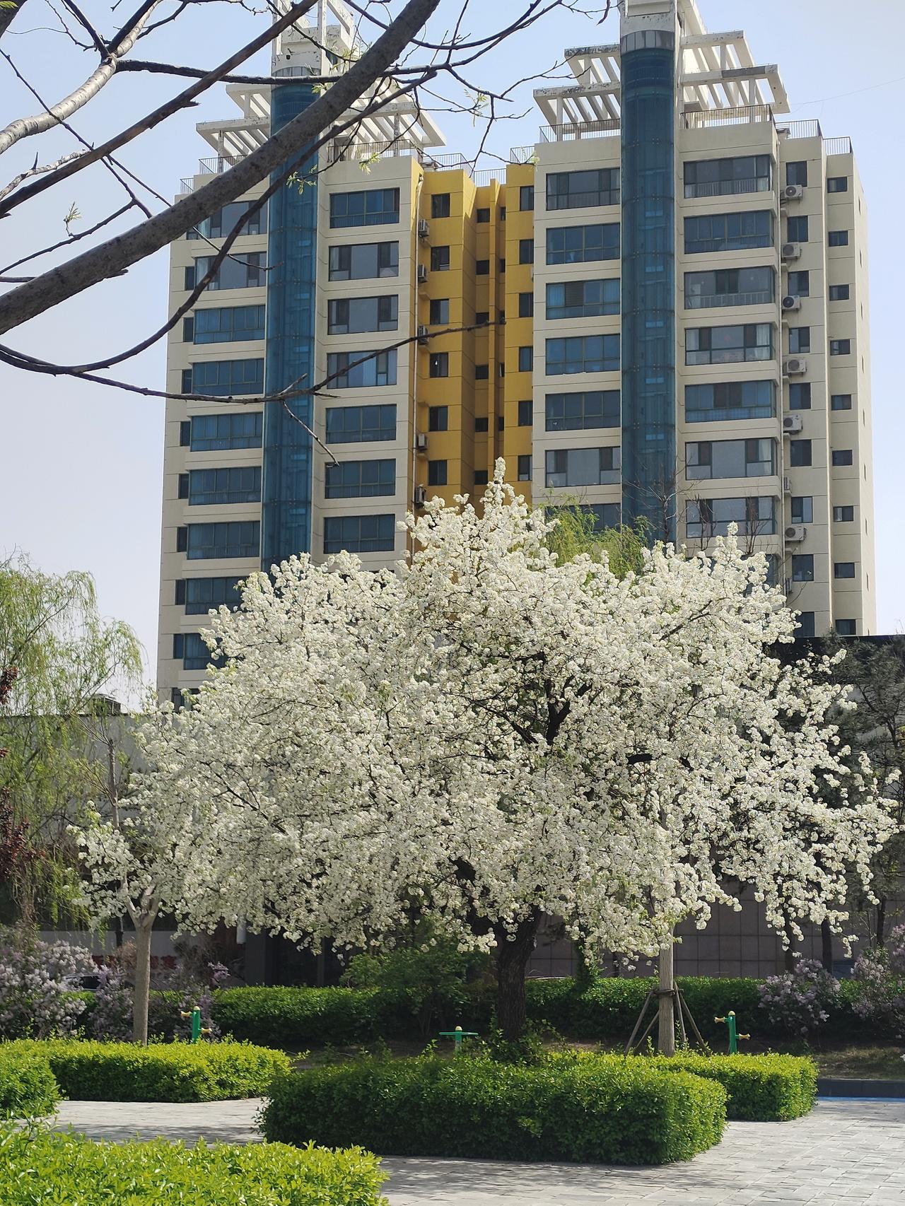 随手拍的花草树木梨花带雨