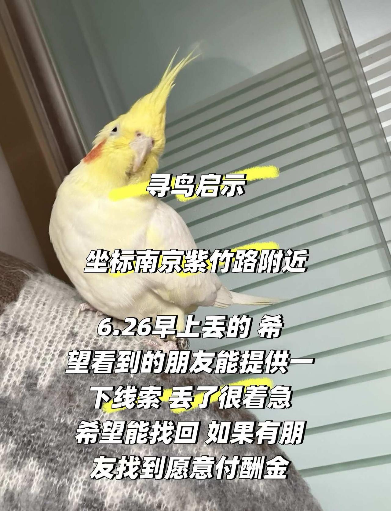 腮红鸡 手养鸟 玄凤鹦鹉 南京 鹦鹉冬季保暖 寻鸟启示 行走的小黄鸡 谁家还有更