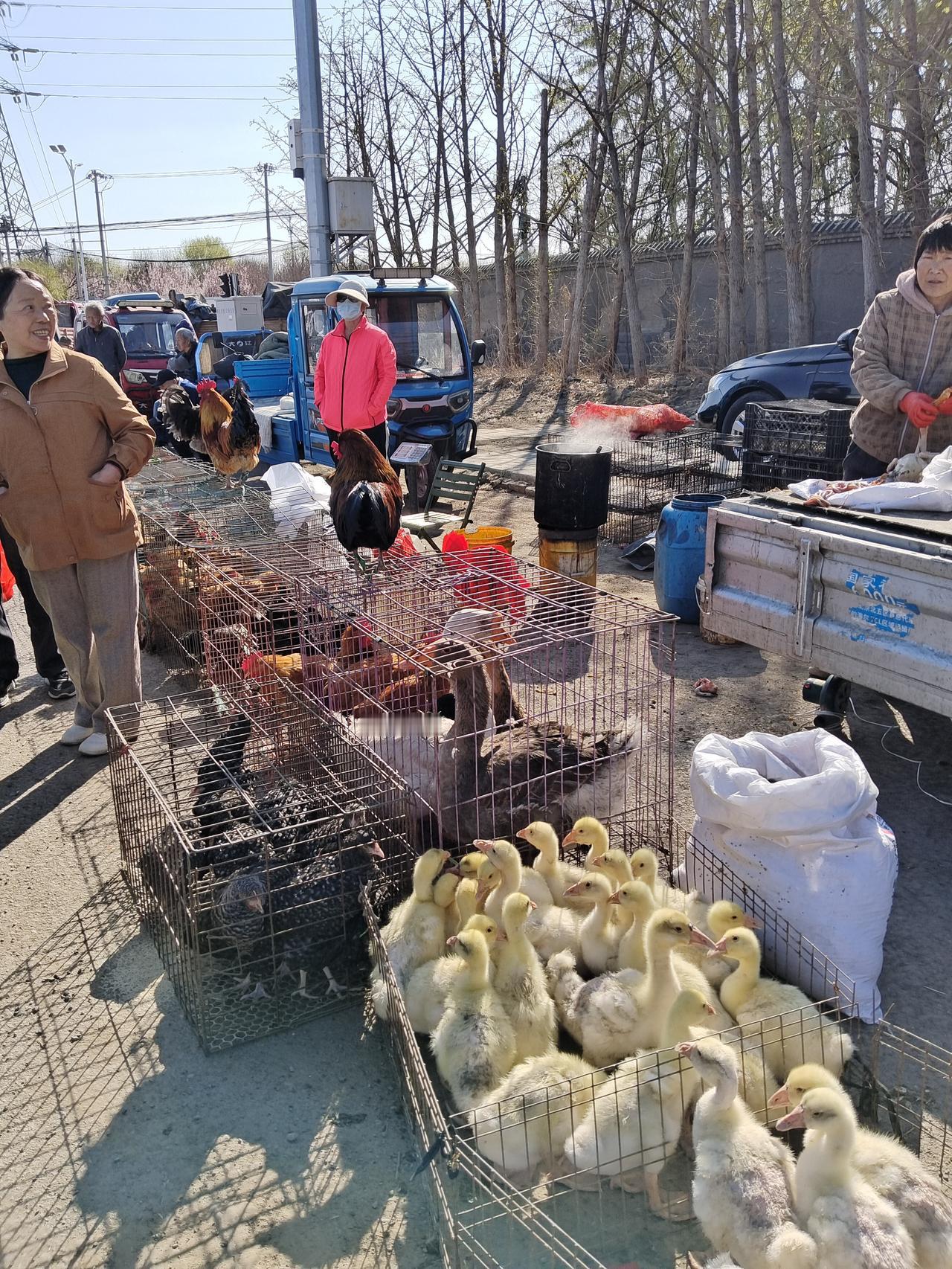 大姐问了问价格，本来想买只鸡吃，我说春天养肝，要吃的清淡一些为好，不太想吃肉。大