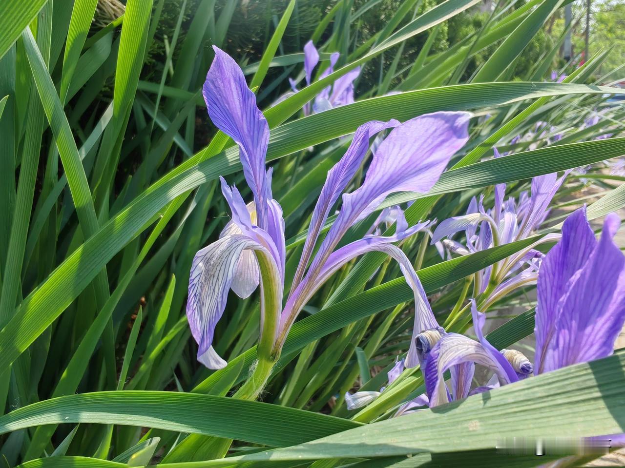 滨州这几天怎么了？漂出满大街的臭味，就像过去农村的呕肥，一股浓浓的马粪味，这是咋