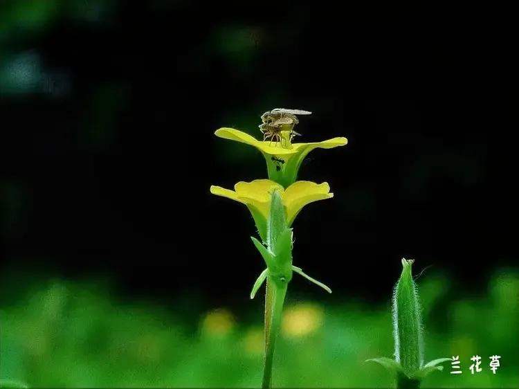 双重依恋。
松下相机，拍摄于野草丛中。