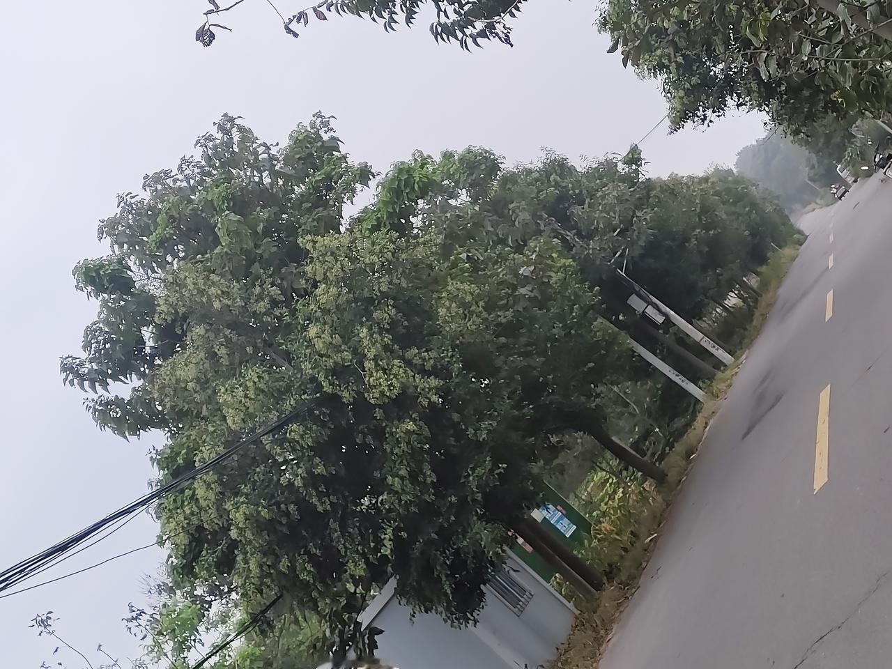 路边这树开满小白花，老远就能闻到味，你见过吗？
 
开车路过乡间公路，一眼就被路