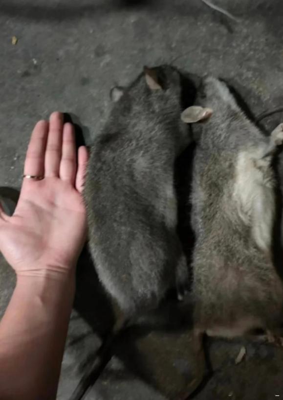 羊汤店后厨惊现老鼠上桌啃肉 要知道老鼠这个物种和蟑螂一样，当你发现一只的时候，应