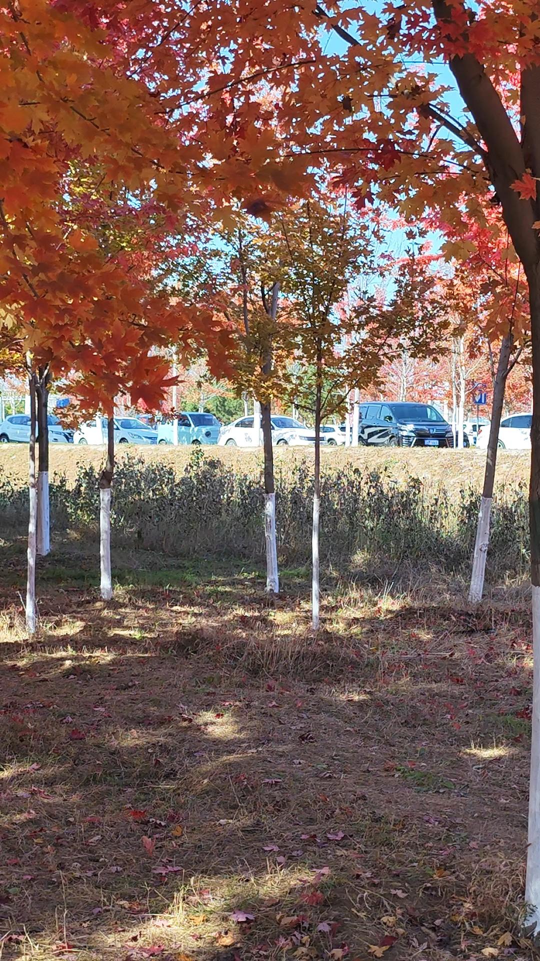 美国国务卿卢比奥，在华盛顿主持了以色列和黎巴嫩政府的会谈，以色列和黎巴嫩驻美国大