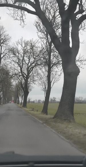 没有9米也得有6米。
带头的大哥，的确是有实力的，不然为何它排在第一。
看来，轻