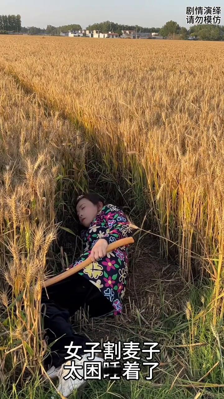 儿媳妇割错麦子被婆婆看到了，这一幕真的太搞笑了。
女子割麦子太困睡着了，只见她睡