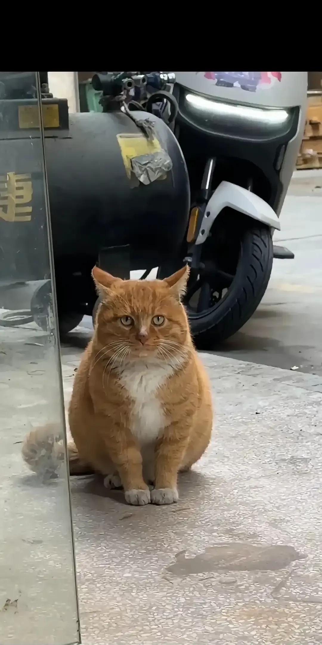 我家那只橘猪失踪整俩月，昨晚自己拍门，喵得跟催债似的。
我开门一看，好家伙，腮帮