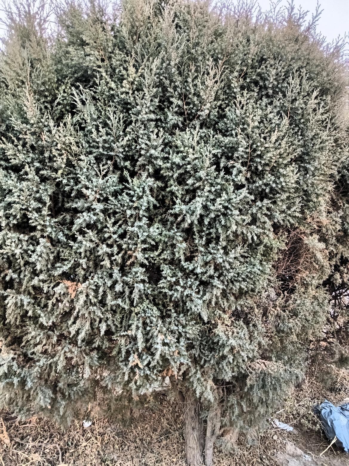 冬日里的松树，银装素裹，宛如童话世界。