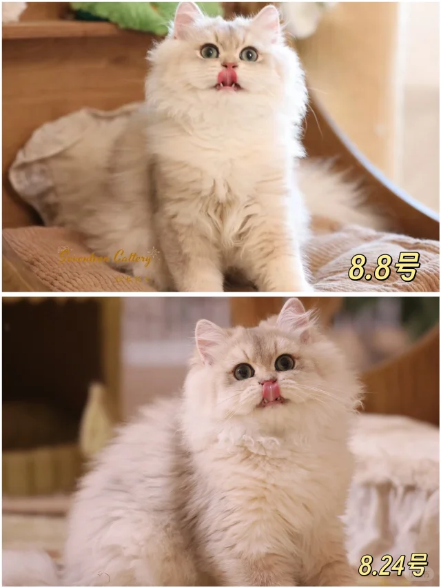 小猫半个月的变化能有多大｜宠物级✨