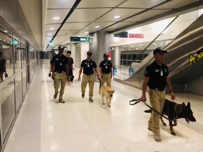 警犬在试穿新裙子时，突然接到任务，结果…】它叫Bloen，是一只搜爆犬，那天训导