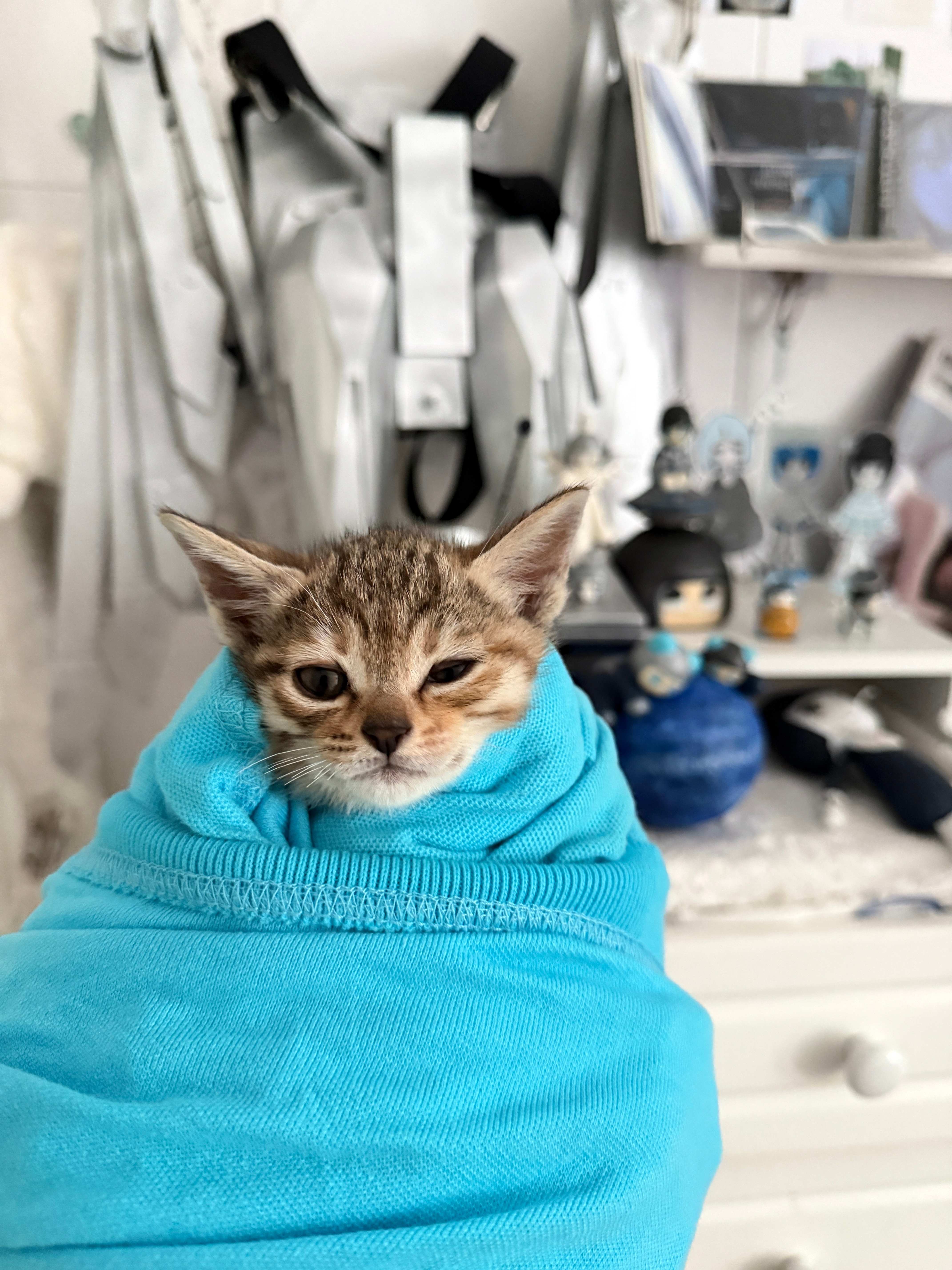 😹 