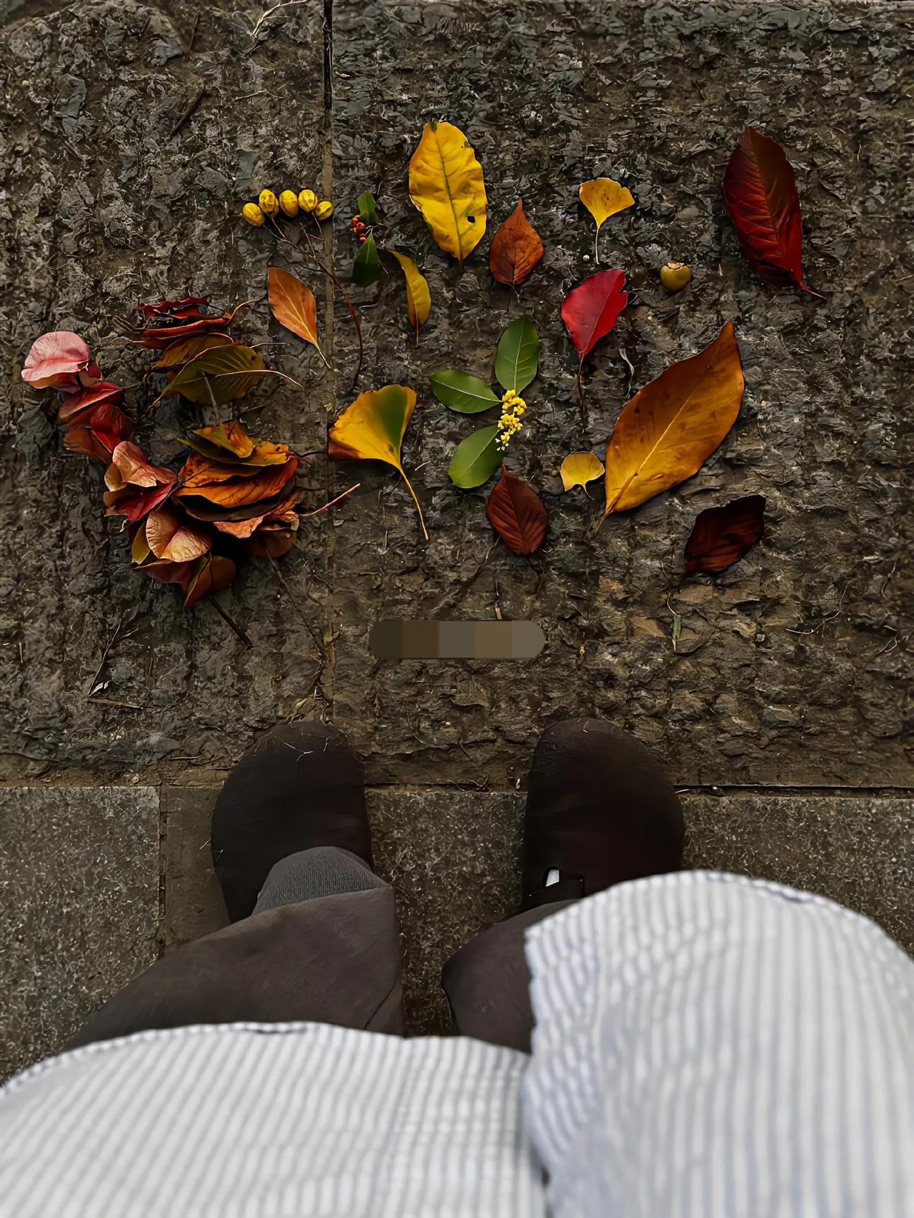 捡秋🍂