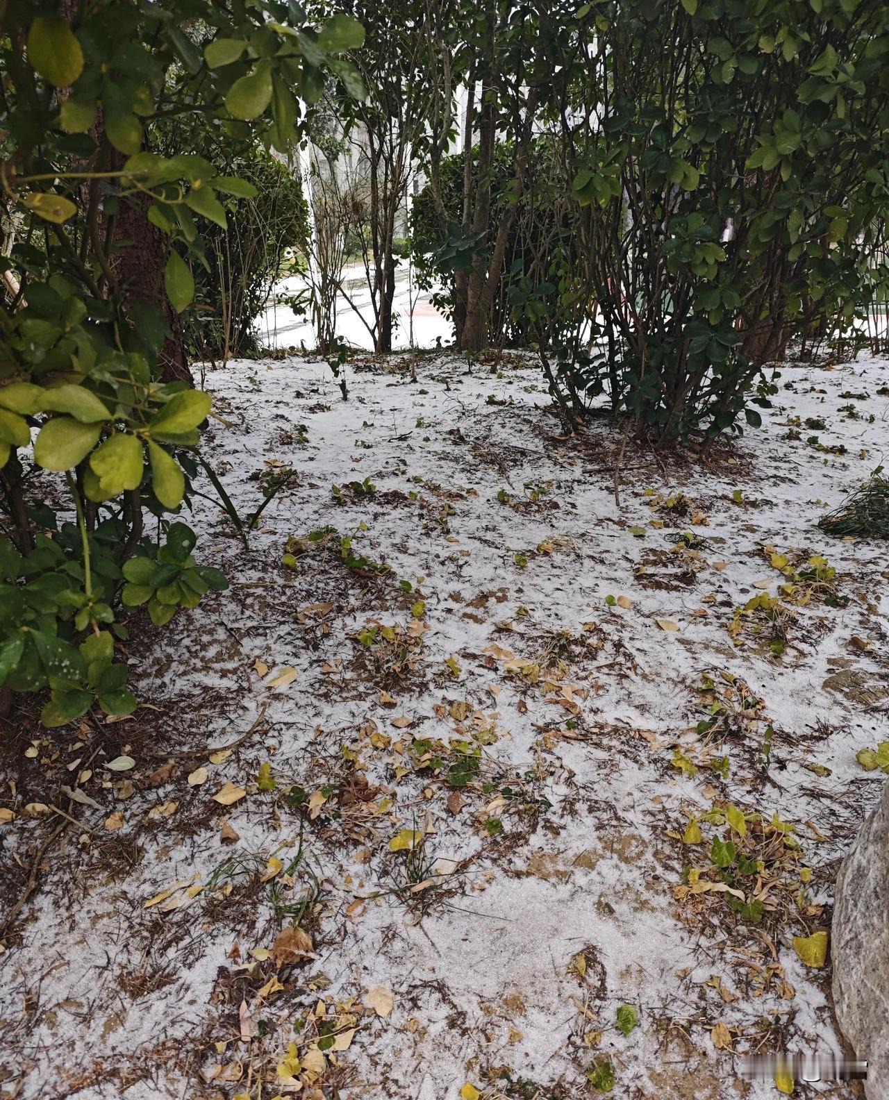 这是冬天的第二场雪，

起初它并非雪花，

而是似眼泪般一粒一粒洒落，

宛如晶