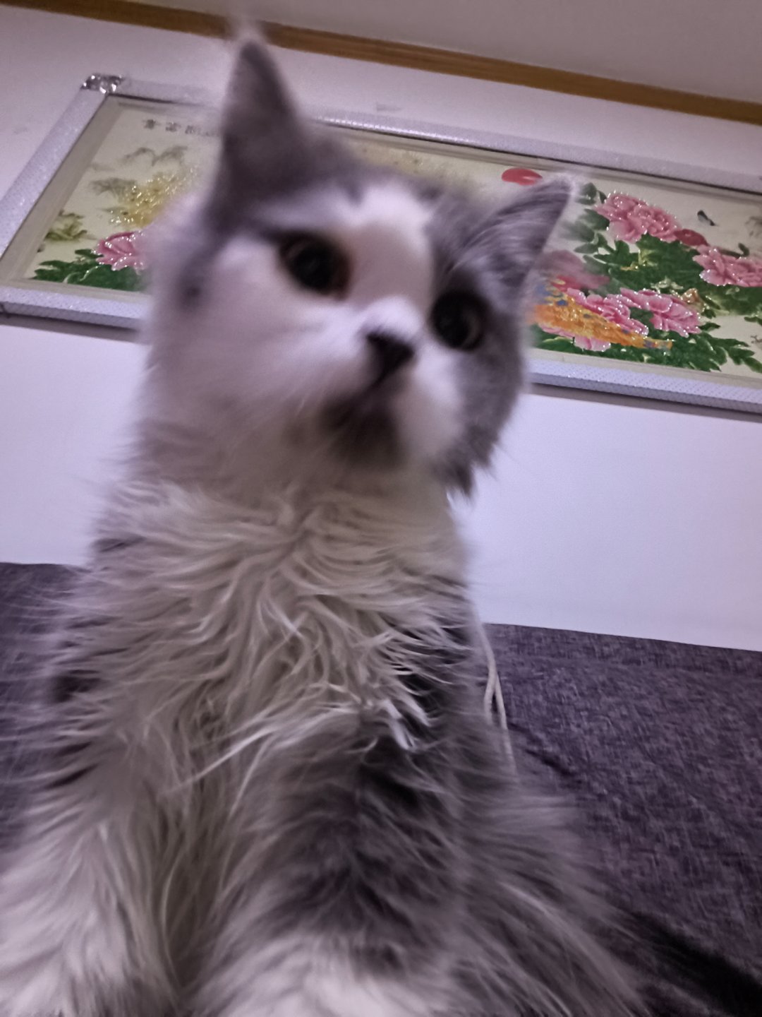 签到咯今天拍了小猫           