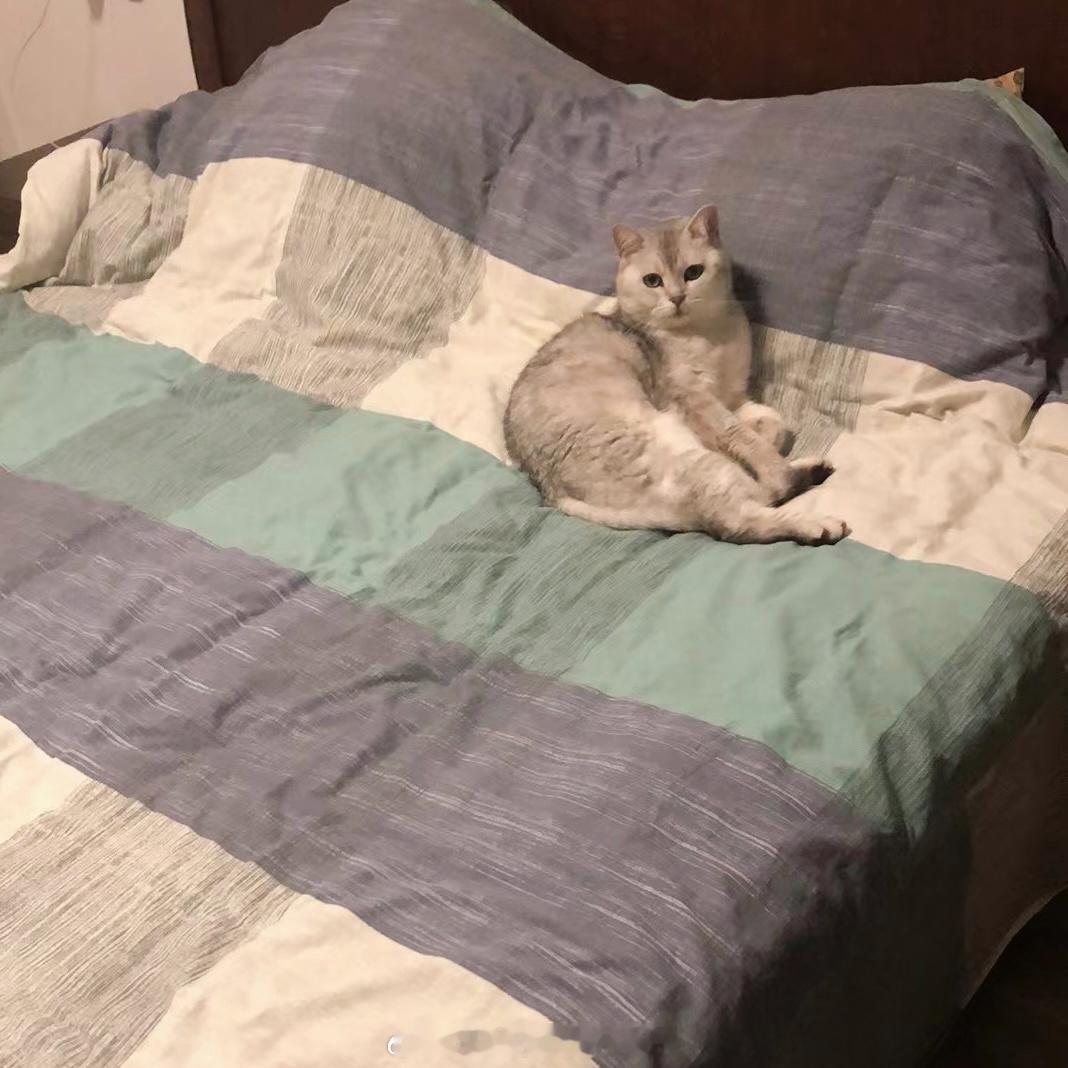 说笨吧也是个鸡贼小猫 我不在家就知道要换个靠山了🤔 （他会不会以为我不要他了 