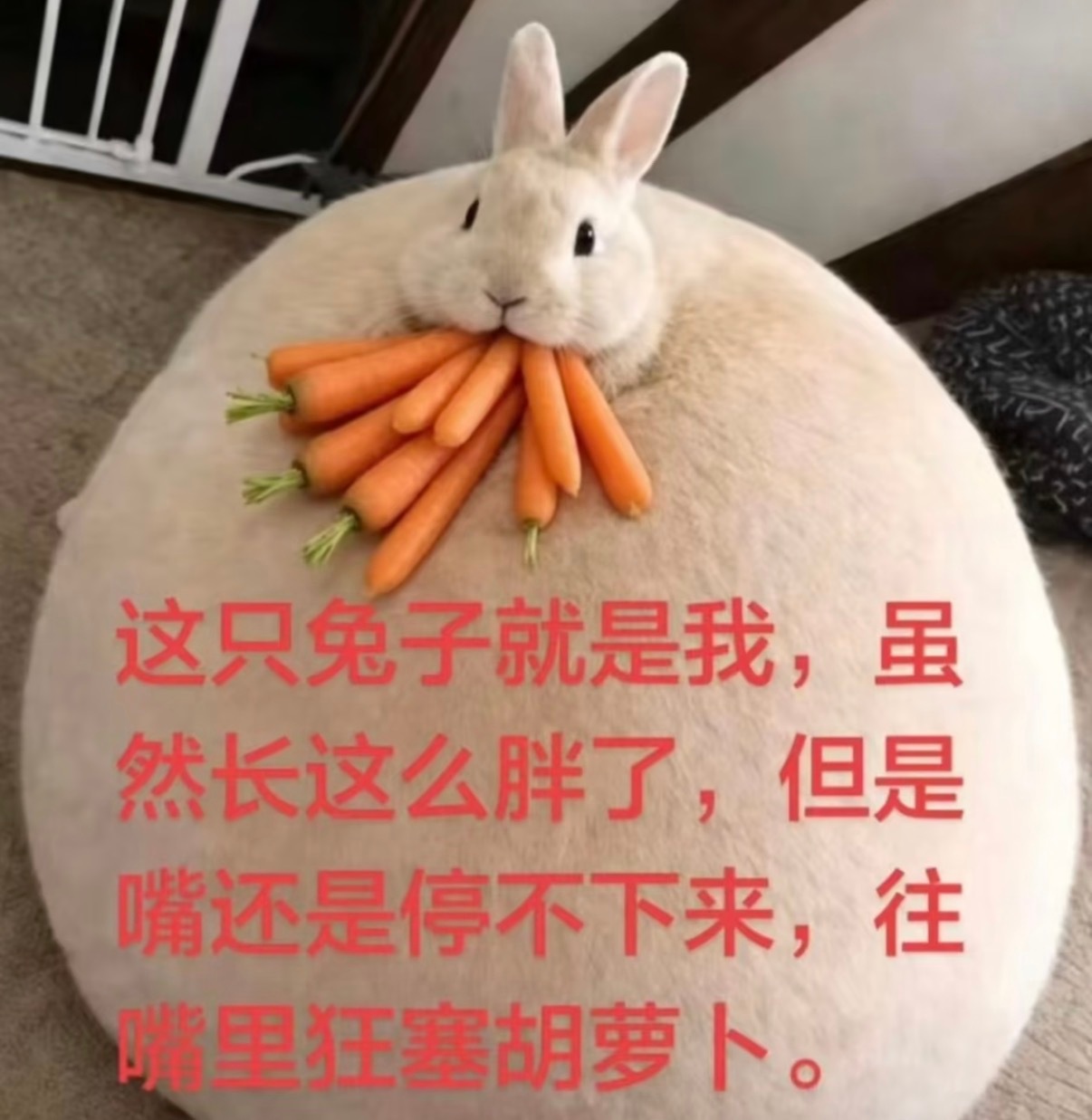 分享图片 