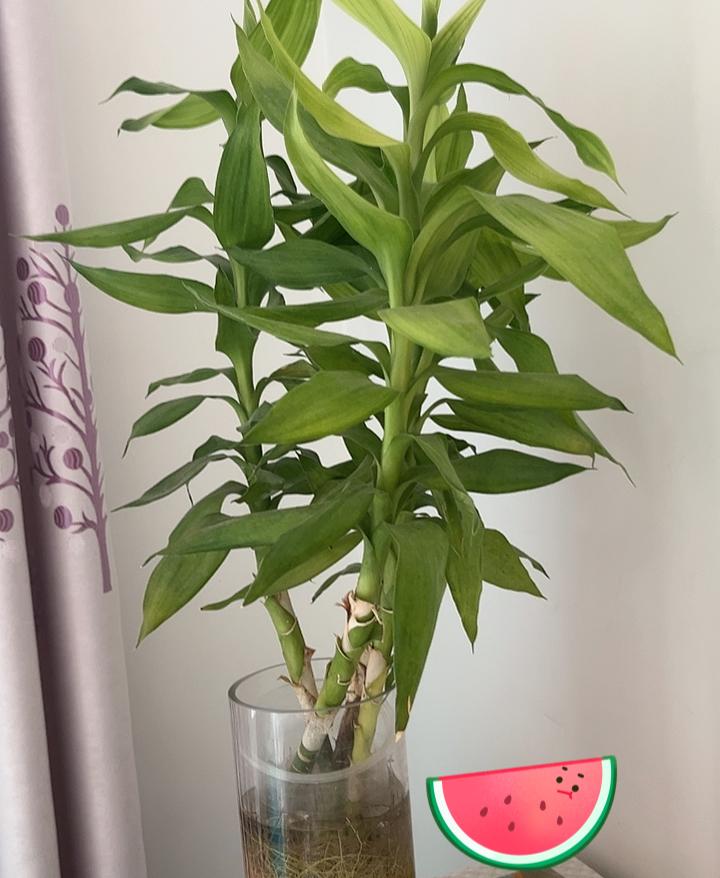 今天是星期六，心情不好就想起一段话；

心头若无烦忧事，纵使风雨又如何？

你若