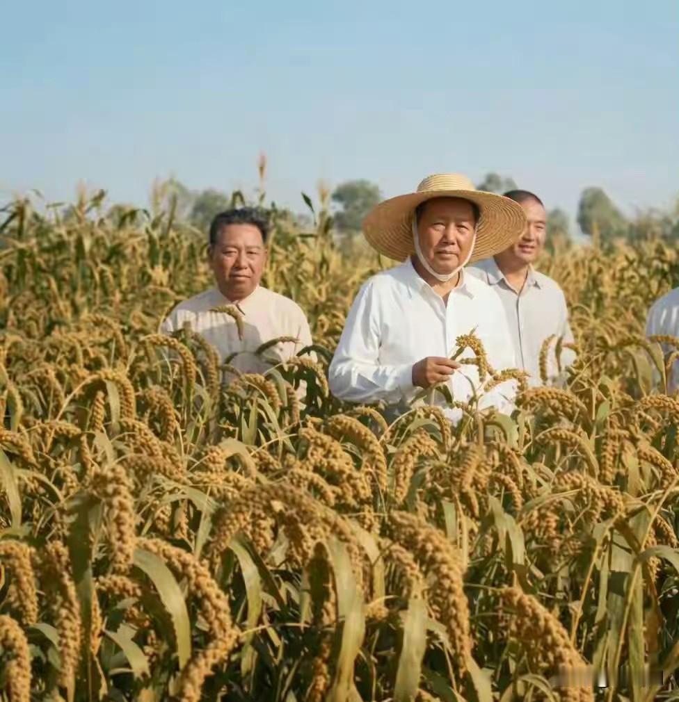 1958年8月7日，伟人在河南襄城县视察谷子田。视察时伟人走进齐胸高的谷田，提议