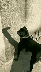 伤害性几乎为零，侮辱性却极大。
这只蠢狗被它的主人用影子挑逗，一会勾它，一会搧它