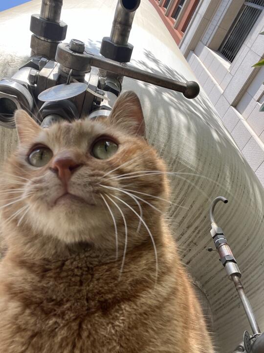 滴 今日份咪咪大王自拍🤳