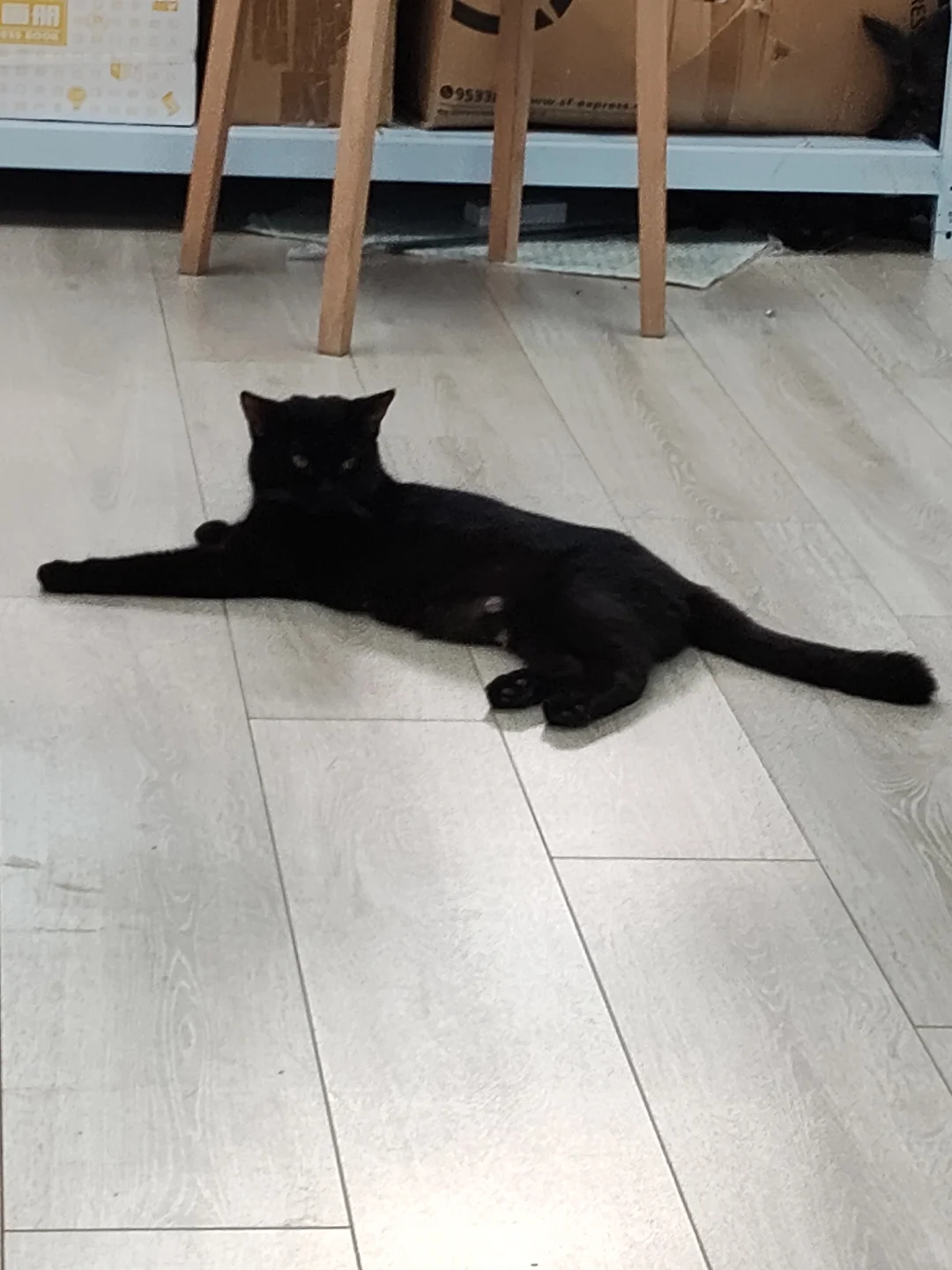 黑猫测试