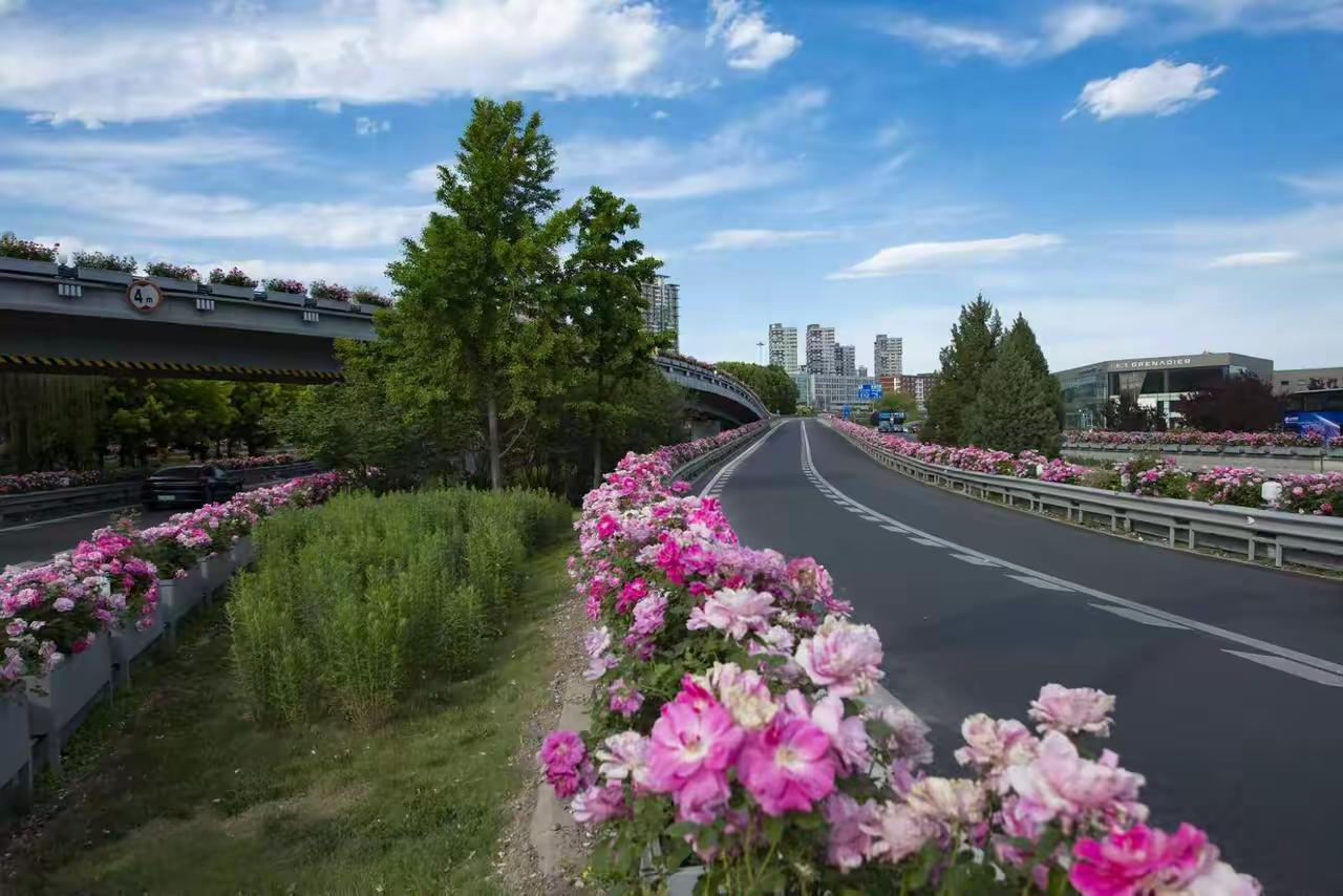 五月的北京是花的海洋
五月您一定要来趟北京，来北京时您一定要走走北京的环城路，二