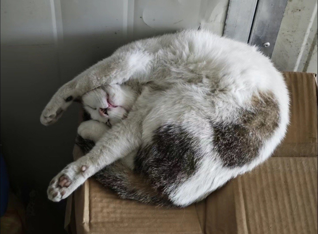 猫猫奇葩睡姿大赏[哈哈] ​​​