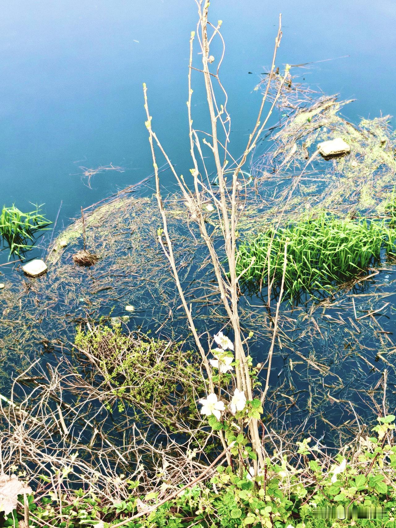 我时常走在古村的小河边，慢慢的度过了五个春秋。我来与不来春天都会到来，山上的野花