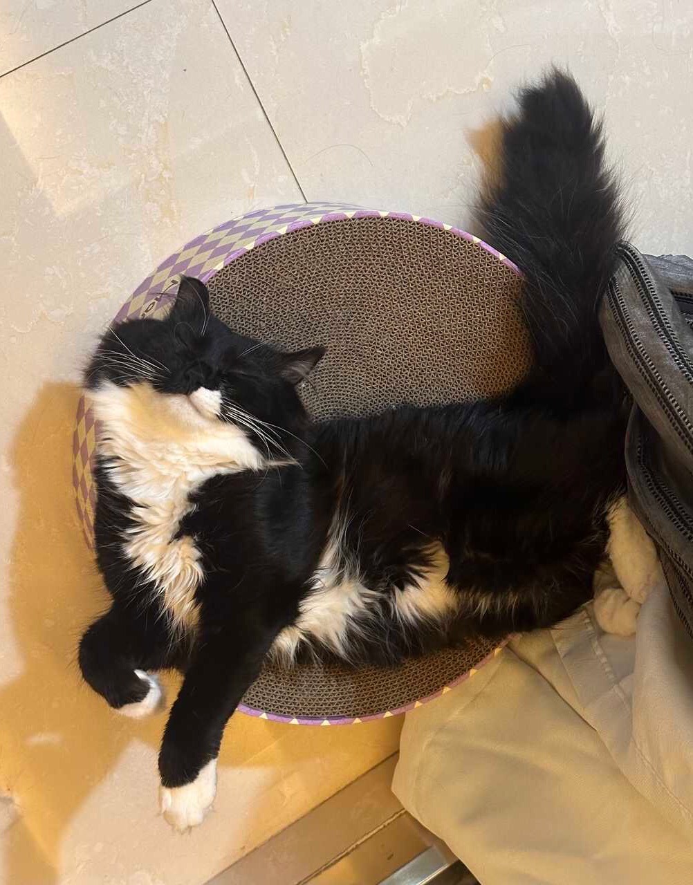 世界乱七八糟，小猫睡觉。daily奶牛猫 （投稿：）