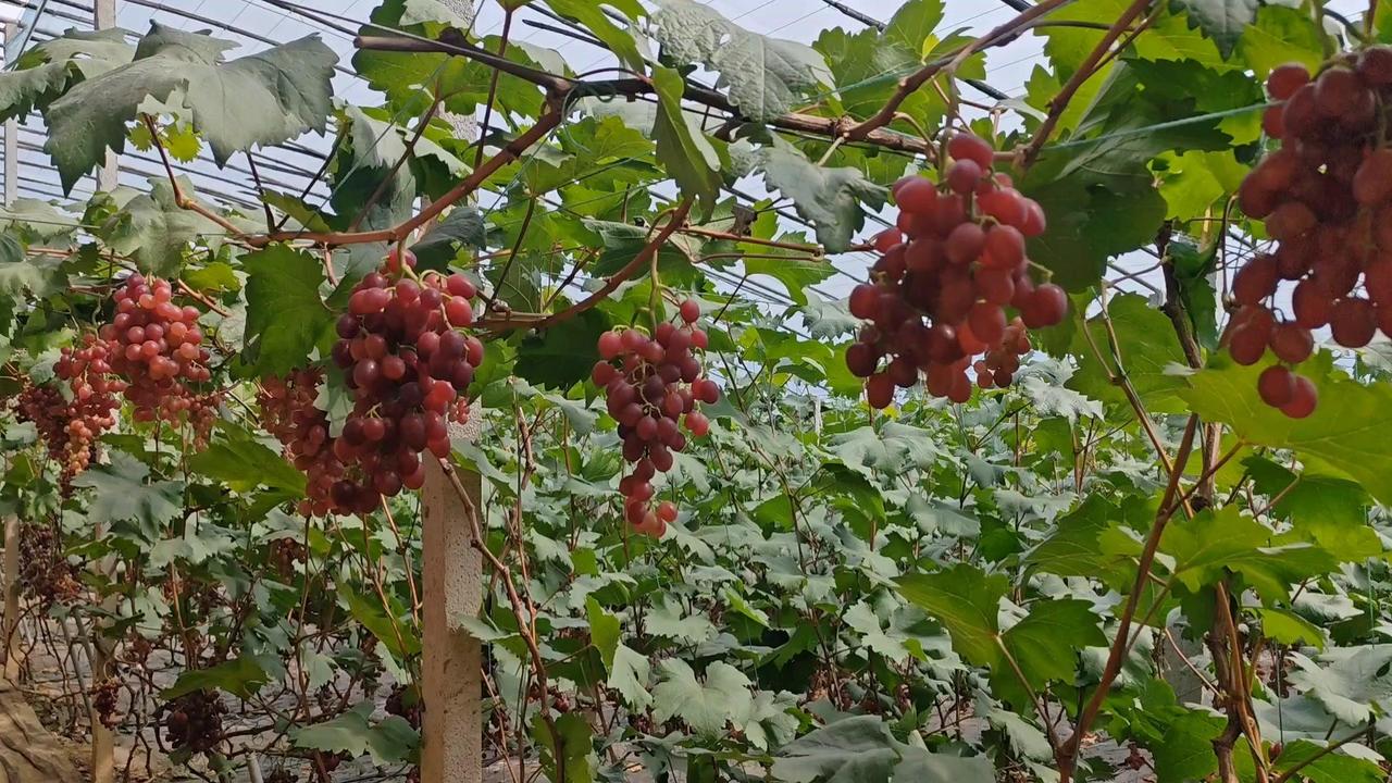 🍇没想到春季种的羊角蜜能和葡萄套种，今年居然实现第一年挂果上市！看着藤蔓上挂满
