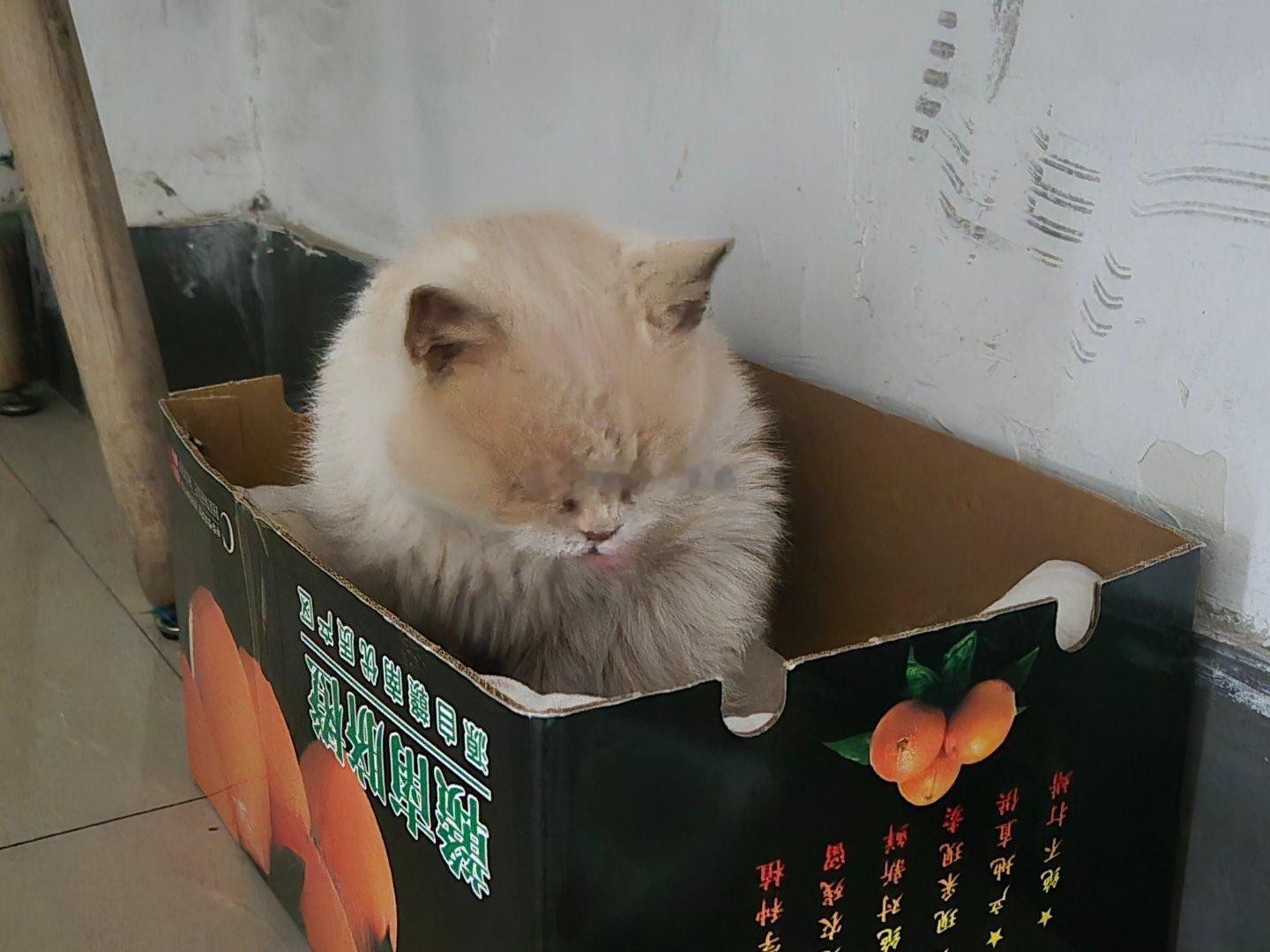 捡了个小猫，找同事要的猫砂盆和猫粮，等周末再带他去体检吧 