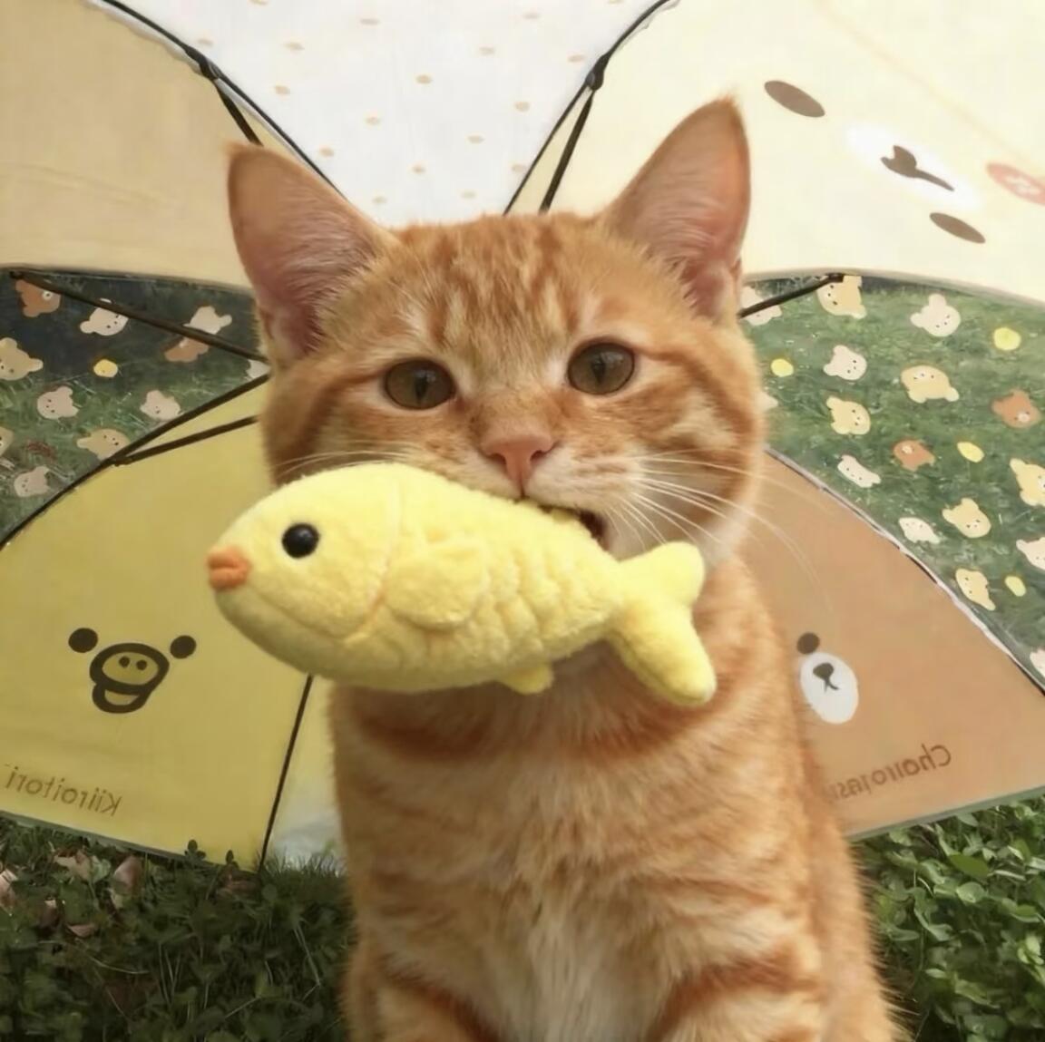 可爱小猫头像 💤☆⋆｡𖦹°‧★🫧 