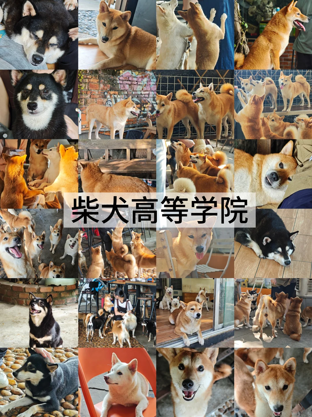 广州！柴犬高等学院！超多柴犬！好玩又治愈