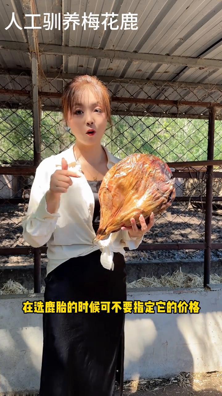 人工驯养梅花鹿。
一只纯种梅花鹿的鹿胎要多少钱？在选鹿胎的时候可不要指定它的价格