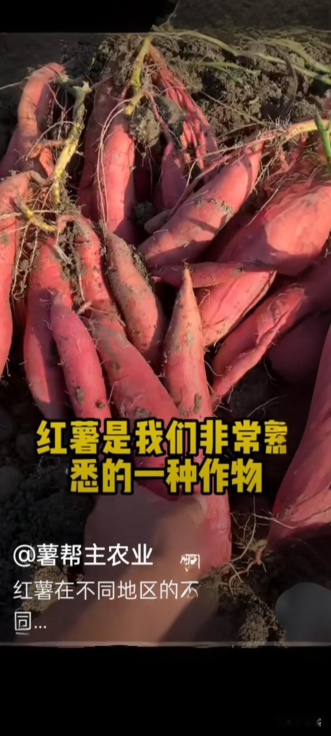 红薯，你们那里都叫做什么红薯的叫法超丰富，光常见的就有10+种，核心都是同一类作