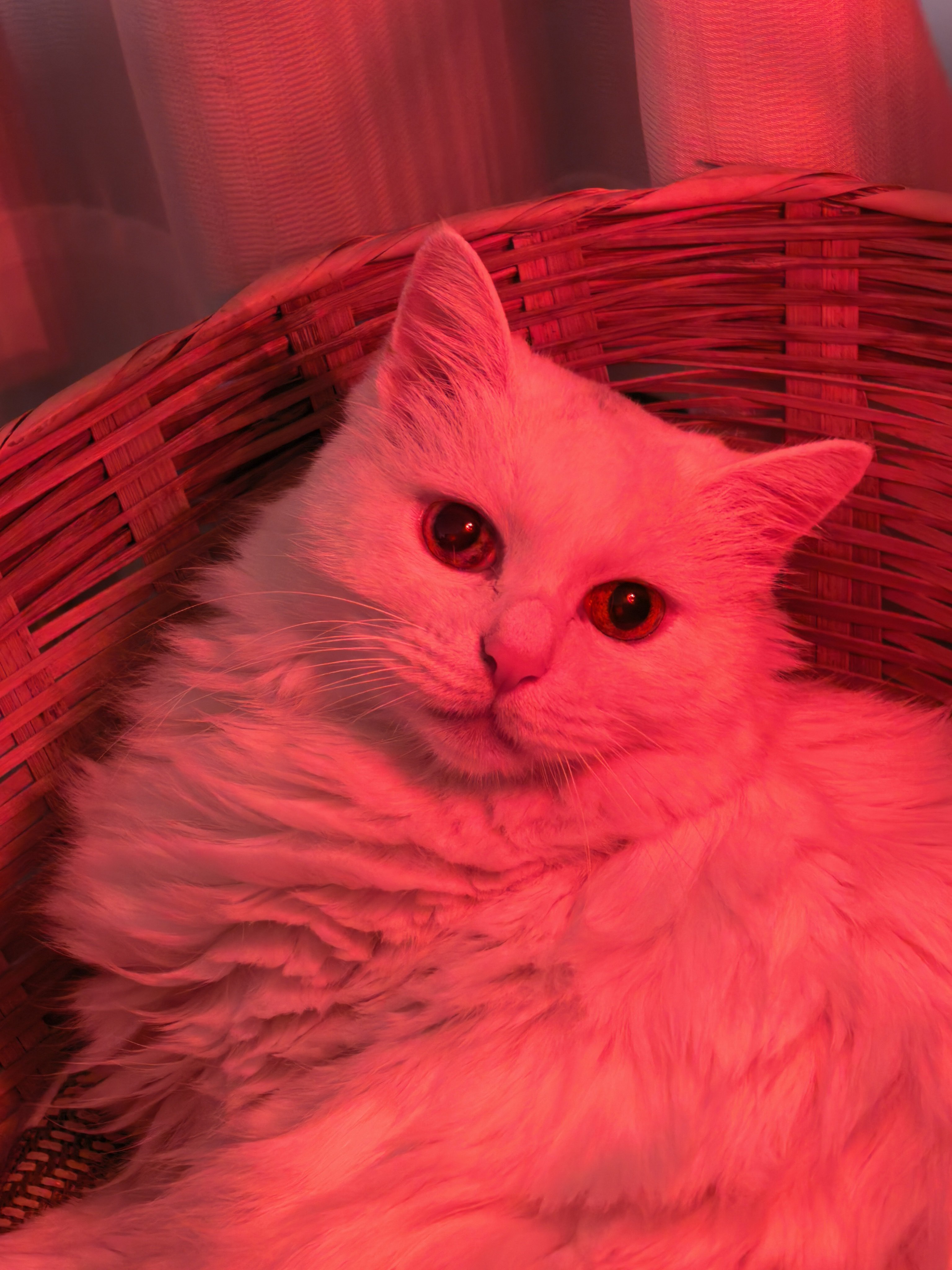 在鸡窝里烤灯的小猫咪柔弱乖巧又可爱 ​​​